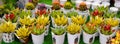 Moscow, Russia, November 2019: Banner with a large number of succulent cacti painted in gold and red in flower pots. Sale in a