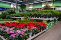 Moscow, Russia, November 2019: The flower shop pots with poinsettia red and pink, and a lot of pots with small trees conifers: