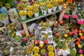 Moscow, Russia, November 2019: A large number of succulent cacti painted in gold and red in flower pots. Sale in a flower shop