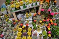 Moscow, Russia, November 2019: A large number of succulent cacti painted in gold and red in flower pots. Sale in a flower shop