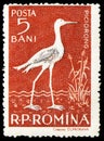 Postage stamp printed in Romania shows Black-winged Stilt Himantopus himantopus, Fauna of the Danube Delta serie, circa 1957