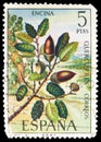 Postage stamp printed in Spain shows Holm Oak, Flora serie, 5 Pta - Spanish peseta, circa 1972
