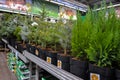 Moscow, Russia, November 2019: Small seedlings of conifers in pots - thuja, blue spruce, Christmas tree, pine are sold in the