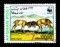 Urial (Ovis orientalis vignei), World Wildlife Fund (Wild sheep)