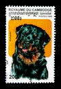 Rottweiler Canis lupus familiaris, Dogs serie, circa 1998