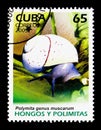 Cuban Land Snail (Polymita picta ssp. muscarum), Snails and Mush