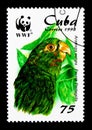 Cuban Parakeet (Arantinga euops), Parrots serie, circa 1998 Royalty Free Stock Photo