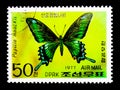 Alpine Black Swallowtail (Papilio maackii), Butterflies serie, c
