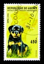 Rottweiler (Canis lupus familiaris), Dogs serie, circa 1996