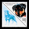 Rottweiler (Canis lupus familiaris), Dogs serie, circa 1997
