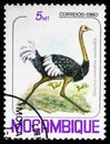 Southern Ostrich (Struthio camelus australis), Birds serie, circa 1980 Royalty Free Stock Photo