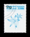 Amaryllis belladonna, Flowers serie, circa 1999