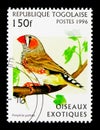 Zebra Finch (Poephila guttata), Exotic birds serie, circa 1996