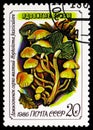 Sulphur tuft (Hypholoma fasciculare), Mushrooms serie, circa 1986