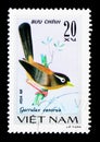 Chinese Hwamei (Garrulax canorus), Songbirds serie, circa 1978