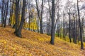Moscow, Russia - October 16, 2019: Hillside covered by colored fallen leaves in Tsaritsyno Park in Moscow. Tsaritsyno Park