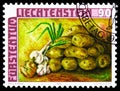 Potatoes, onions, garlic, Crops serie, circa 1986