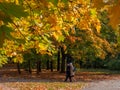 Moscow. Russia. October 3, 2020. Selective focus on bright multicolored maple leaves on a sunny autumn day