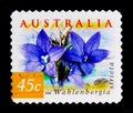 Australian Bluebells - Wahlenbergia stricta, serie, circa 1999