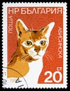 Abyssinian (Felis silvestris catus), Cats serie, circa 1983