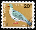 Common Wood-Pigeon (Columba palumbus), Birds serie, circa 1984