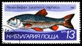 European Chub (Leuciscus cephalus), Freshwater fishes serie, circa 1983