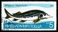 European Sturgeon (Huso huso), Freshwater fishes serie, circa 1983