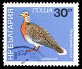 European Turtle Dove (Streptopelia turtur), Birds serie, circa 1984