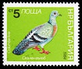 Rock Pigeon (Columba livia), Birds serie, circa 1984