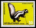 Zorilla or Striped Polecat (Ictonyx striatus), Exotic predators serie, circa 1985