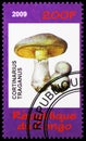Cortinarius traganus, Bonsai and mushrooms serie, circa 2009