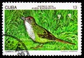 Cuban Sparrow (Torreornis inexpectata), Endemic birds serie, circa 1978