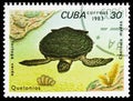 Green Sea Turtle (Chelonia mydas), Turtles serie, circa 1983