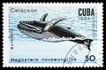 Humpback Whale (Megaptera novaeangliae), Whales serie, circa 1984