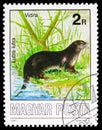 Eurasian Otter (Lutra lutra), Animals serie, circa 1986