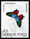 Metallic Italian Flag (Ancyluris formosissima), Butterflies serie, circa 1984