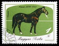 Nonius-36, 1883 (Equus ferus caballus), Horses serie, circa 1985