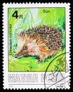 Southern White-breasted Hedgehog (Erinaceus concolor), Animals serie, circa 1986