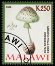 Amanita phalloides virescens pers, Mushrooms serie, circa 2008