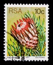 Ladismith Sugarbush (Protea aristata), Sugarbushes serie, circa 1977