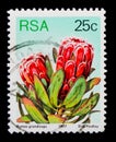 Princess protea (Protea grandiceps), Sugarbushes serie, circa 1977