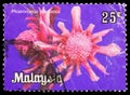 Postage stamp printed in Malaysia shows Phaeomeria speciosa, Flowers serie, circa 1983