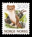 Postage stamp printed in Norway shows Stoat, Ermine Mustela erminea, Nature serie, circa 1989