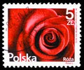 Postage stamp printed in Poland shows Rose Rosa L., Flowers and fruits serie, circa 2015