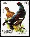 Postage stamp printed in Sharjah shows Black Grouse (Tetrao tetrix), Birds serie, circa 1972