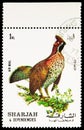 Postage stamp printed in Sharjah shows Hazel Grouse (Tetrastes bonasia), Birds serie, circa 1972