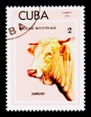 Charolais Bos primigenius taurus, Breeds of cattle serie, Cuba circa 1973