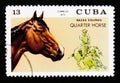 Quarter Horse Equus ferus caballus, Horse breeds serie, circa 1972