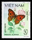 Peacock Pansy Precis almana, Butterflies serie, circa 1983