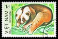 Sunda Slow Loris Nycticebus coucang, Endangered Animals serie, circa 1984 Royalty Free Stock Photo